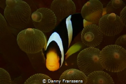 Clown fish hide and seek, with Nikon 1 camera and Nikon s... by Danny Franssens 